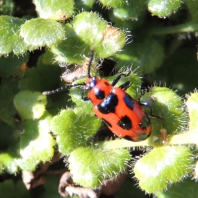 Phyllocharis cyanicornis (Nine-spotted leaf-beetle) at Conder, ACT - 30 Aug 2014 by MichaelBedingfield