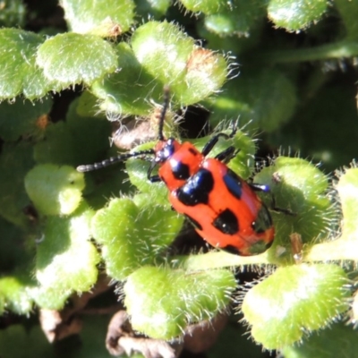 Phyllocharis cyanicornis (Nine-spotted leaf-beetle) at Rob Roy Range - 30 Aug 2014 by michaelb