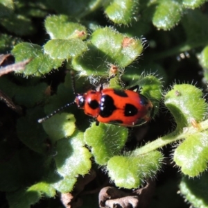 Phyllocharis cyanicornis at Conder, ACT - 30 Aug 2014