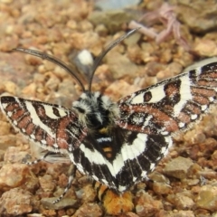 Apina callisto (Pasture Day Moth) at Lower Molonglo - 22 Apr 2016 by RyuCallaway