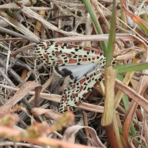 Utetheisa pulchelloides at Molonglo River Reserve - 22 Apr 2016 12:26 PM