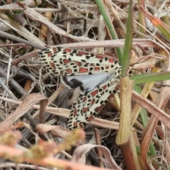 Utetheisa pulchelloides (Heliotrope Moth) at Molonglo River Reserve - 22 Apr 2016 by ArcherCallaway