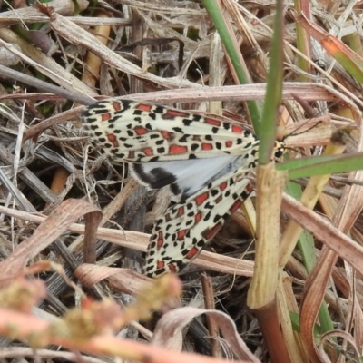 Utetheisa pulchelloides (Heliotrope Moth) at Belconnen, ACT - 22 Apr 2016 by RyuCallaway