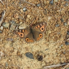 Junonia villida (Meadow Argus) at Belconnen, ACT - 22 Apr 2016 by RyuCallaway