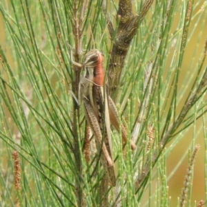 Austracris guttulosa at Molonglo River Reserve - 22 Apr 2016