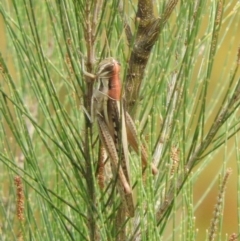 Austracris guttulosa (Spur-throated Locust) at Belconnen, ACT - 22 Apr 2016 by RyuCallaway