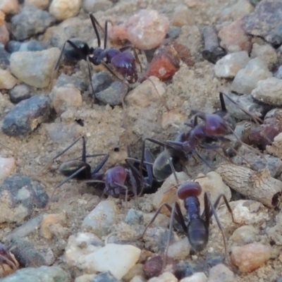 Iridomyrmex purpureus (Meat Ant) at Paddys River, ACT - 29 Jan 2014 by michaelb