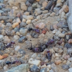 Iridomyrmex purpureus at Paddys River, ACT - 29 Jan 2014 07:14 PM