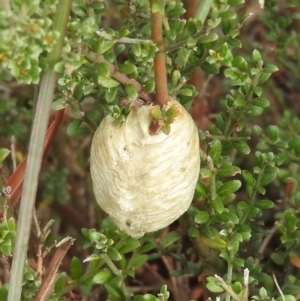 Mantidae - egg case (family) at Molonglo River Reserve - 22 Apr 2016