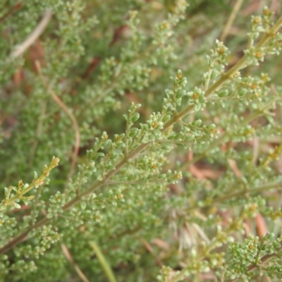 Pultenaea microphylla (Egg and Bacon Pea) at Lower Molonglo - 22 Apr 2016 by ArcherCallaway