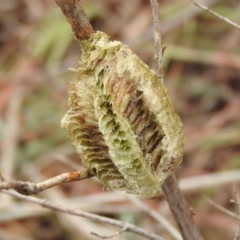 Mantidae - egg case (family) (Egg case of praying mantis) at Belconnen, ACT - 22 Apr 2016 by ArcherCallaway