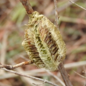 Mantidae - egg case (family) at Molonglo River Reserve - 22 Apr 2016