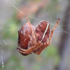 Hortophora sp. (genus) (Garden orb weaver) at Fadden, ACT - 26 Feb 2016 by RyuCallaway