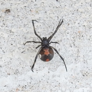 Latrodectus hasselti at Fadden, ACT - 27 Feb 2016