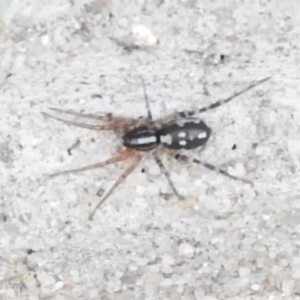 Nyssus coloripes at Fadden, ACT - 27 Feb 2016