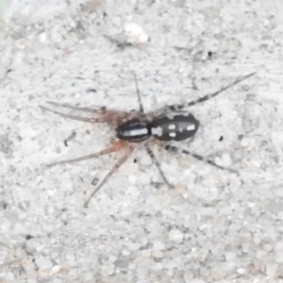 Nyssus coloripes (Spotted Ground Swift Spider) at Wanniassa Hill - 26 Feb 2016 by RyuCallaway