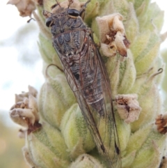 Galanga labeculata (Double-spotted cicada) at Paddys River, ACT - 1 Jan 2015 by MichaelBedingfield