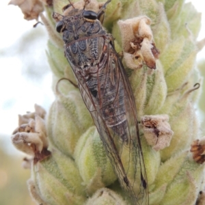 Galanga labeculata at Paddys River, ACT - 1 Jan 2015 07:33 PM