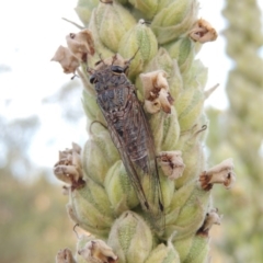 Galanga labeculata at Paddys River, ACT - 1 Jan 2015 07:33 PM