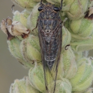 Galanga labeculata at Paddys River, ACT - 1 Jan 2015 07:33 PM