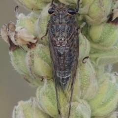 Galanga labeculata at Paddys River, ACT - 1 Jan 2015