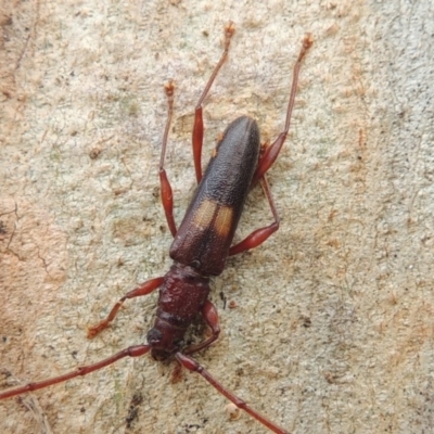 Epithora dorsalis (Longicorn Beetle) at Conder, ACT - 23 Jan 2015 by michaelb