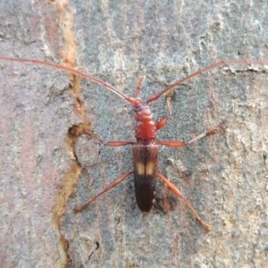 Epithora dorsalis at Conder, ACT - 24 Jan 2015