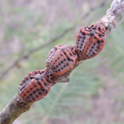 Icerya acaciae (Acacia mealy bug) at Point Hut to Tharwa - 2 Mar 2016 by michaelb