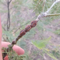 Icerya acaciae at Paddys River, ACT - 2 Mar 2016 07:18 PM