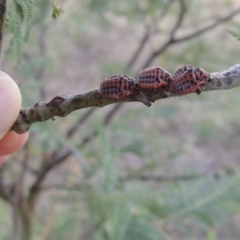 Icerya acaciae at Paddys River, ACT - 2 Mar 2016 07:18 PM