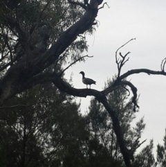 Chenonetta jubata at Queanbeyan West, NSW - 17 Jan 2016