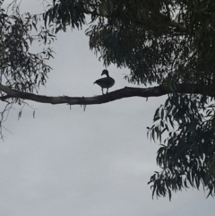 Chenonetta jubata at Queanbeyan West, NSW - 17 Jan 2016