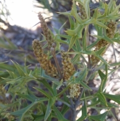 Grevillea ramosissima subsp. ramosissima (Fan Grevillea) at Bullen Range - 16 Aug 2016 by LukeMcElhinney