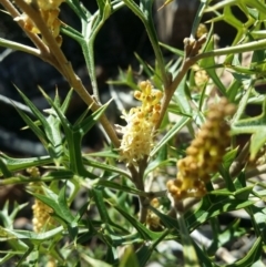 Grevillea ramosissima subsp. ramosissima at Paddys River, ACT - 16 Aug 2016