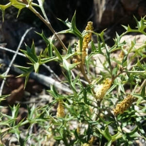 Grevillea ramosissima subsp. ramosissima at Paddys River, ACT - 16 Aug 2016