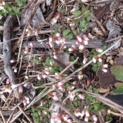 Erophila verna (Whitlow Grass) at Isaacs Ridge Offset Area - 17 Aug 2016 by NickWilson