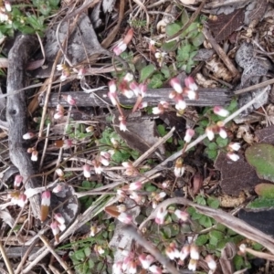 Erophila verna at Jerrabomberra, ACT - 17 Aug 2016