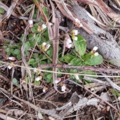 Erophila verna at Jerrabomberra, ACT - 17 Aug 2016