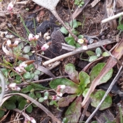 Erophila verna at Jerrabomberra, ACT - 17 Aug 2016 10:25 AM