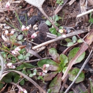 Erophila verna at Jerrabomberra, ACT - 17 Aug 2016