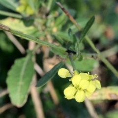 Hirschfeldia incana (Buchan Weed) at Bruce Ridge - 6 Jun 2016 by PeteWoodall