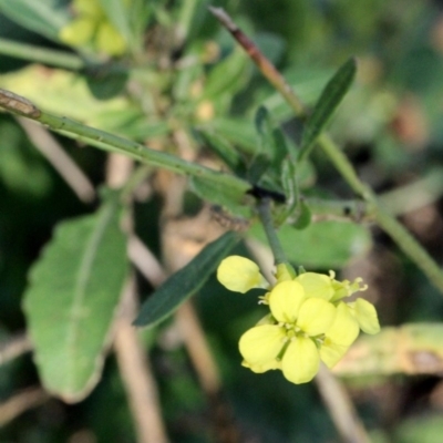 Hirschfeldia incana (Buchan Weed) at Bruce Ridge - 6 Jun 2016 by PeteWoodall