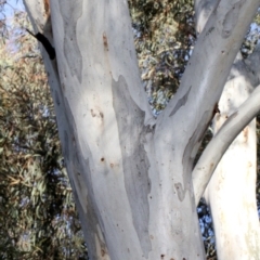 Eucalyptus mannifera (Brittle Gum) at Bruce Ridge - 6 Jun 2016 by PeteWoodall
