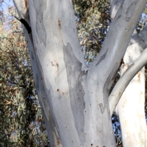 Eucalyptus mannifera at Lyneham, ACT - 6 Jun 2016