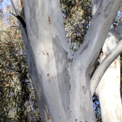 Eucalyptus mannifera (Brittle Gum) at Lyneham, ACT - 6 Jun 2016 by PeteWoodall