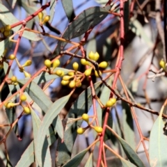 Eucalyptus mannifera at Lyneham, ACT - 6 Jun 2016