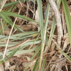 Dianella sp. aff. longifolia (Benambra) (Pale Flax Lily, Blue Flax Lily) at Yarralumla, ACT - 17 Aug 2016 by MichaelMulvaney