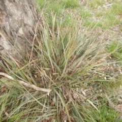 Dianella sp. aff. longifolia (Benambra) at Yarralumla, ACT - 17 Aug 2016