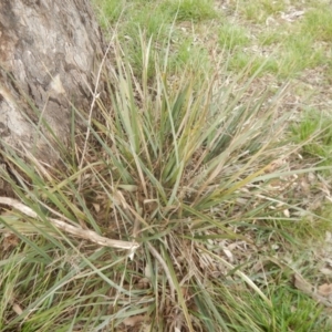 Dianella sp. aff. longifolia (Benambra) at Yarralumla, ACT - 17 Aug 2016 12:26 PM