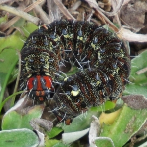 Apina callisto at Symonston, ACT - 17 Aug 2016